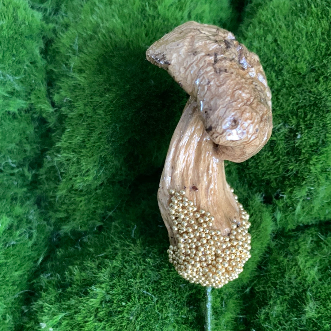 Wild Ontario Mushroom Plant Spikes