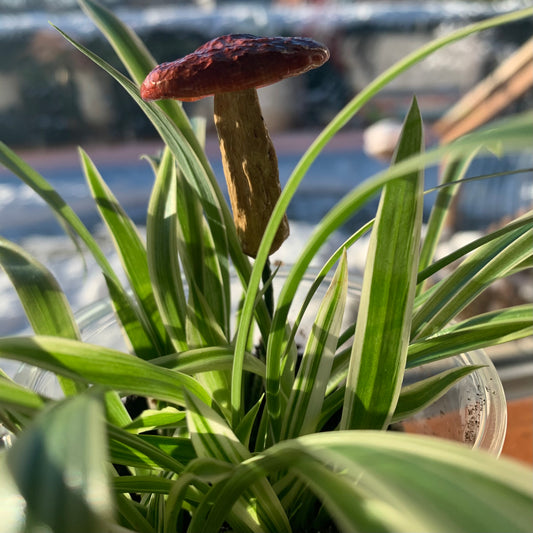 Wild Ontario Mushroom Plant Spikes