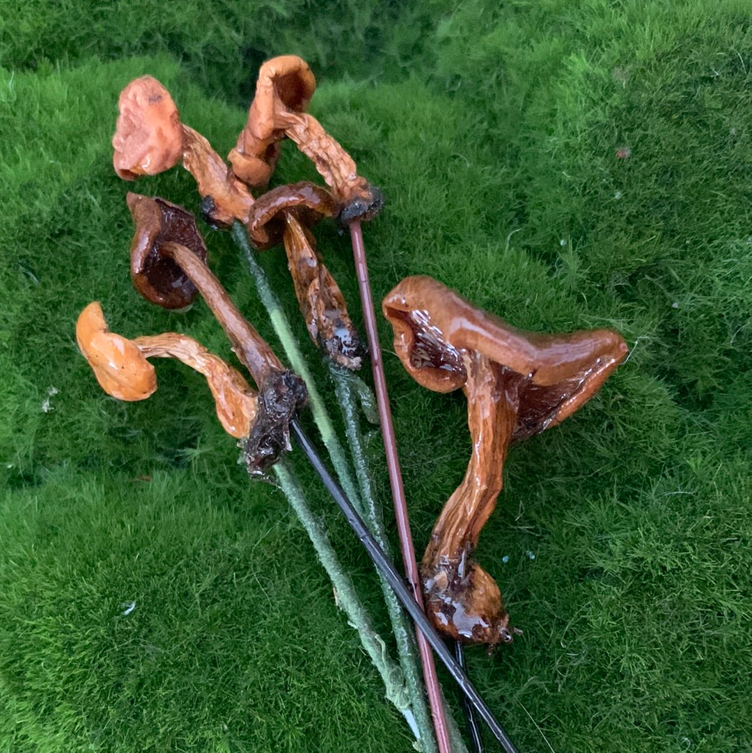 Wild Ontario Mushroom Plant Spikes